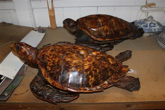 Two taxidermy Hawksbill Turtles, c.1900, largest approx. 26in.